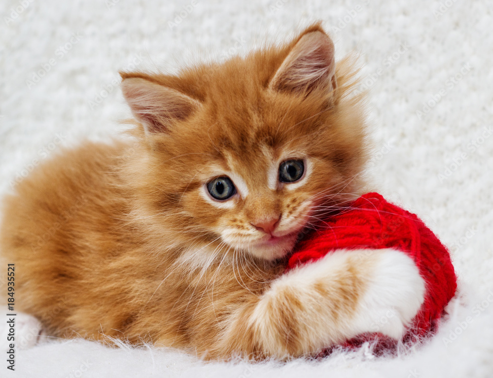 small red kitten is played with a ball of yarn