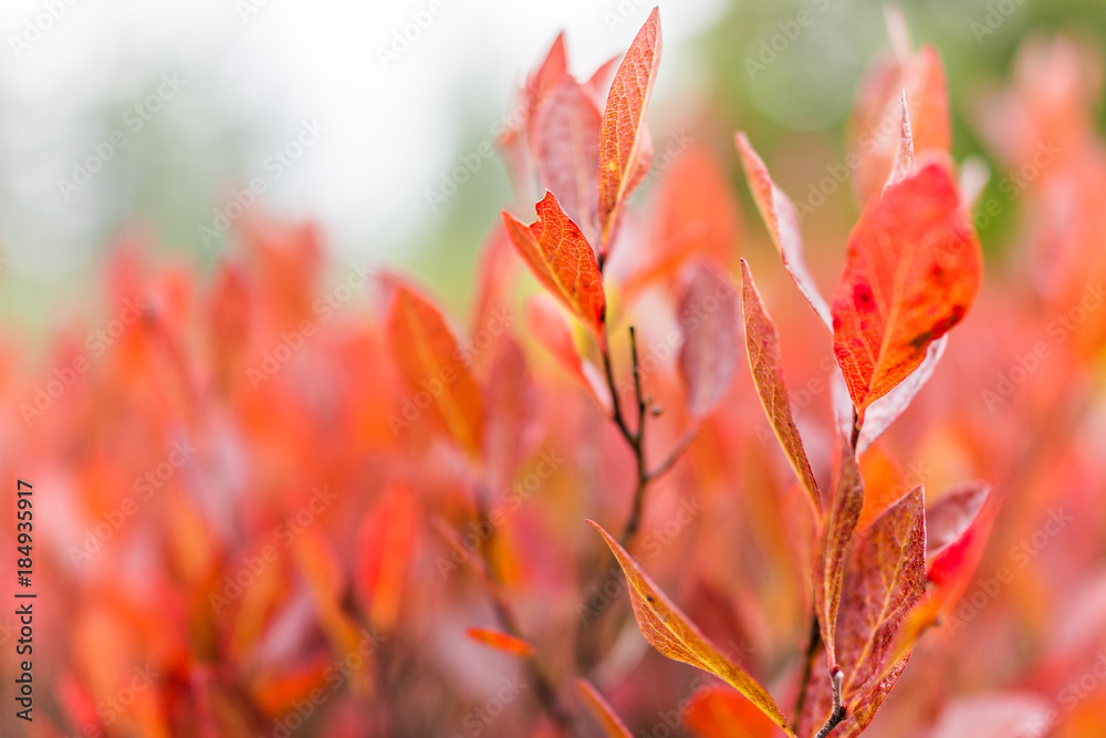 Macro closeup of many colorful red blueberry bushes in autumn fall showing detail, texture and pattern in morning mist by green pine tree forest in West Virginia Macro closeup of many colorful red blueberry bushes in autumn fall showing detail, texture and pattern in morning mist by green pine tree forest in West Virginia