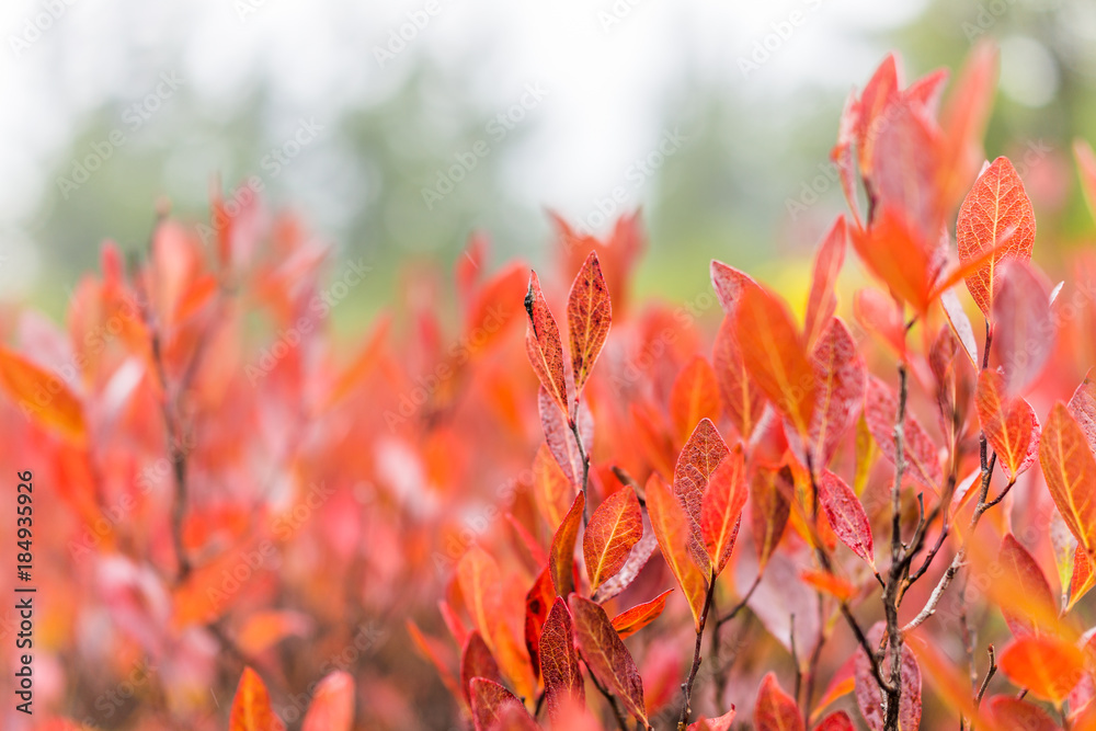 Macro closeup of many colorful red blueberry bushes in autumn fall showing detail, texture and pattern in morning mist by green pine tree forest in West Virginia Macro closeup of many colorful red blueberry bushes in autumn fall showing detail, texture and pattern in morning mist by green pine tree forest in West Virginia