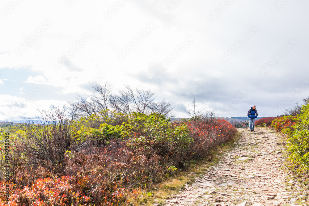 Trail path hill meadow on red autumn hike with blueberry bushes during cloudy, overcast, stormy weather in Dolly Sods, West Virginia with fall foliage, tired young man hiker walking by forest