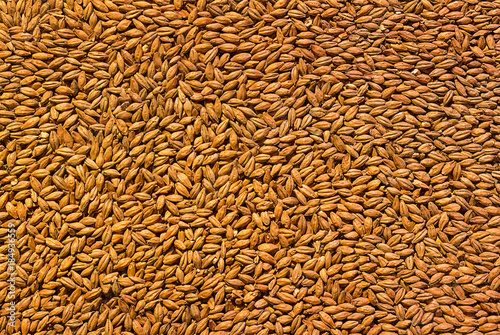 background grain barley, malt ingredient base cooking beer, texture of hopped golden grain