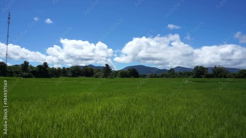 panorama landscape view of rice field with blue sky and cloud and tree background. panorama landscape view of rice field with blue sky and cloud and tree background.