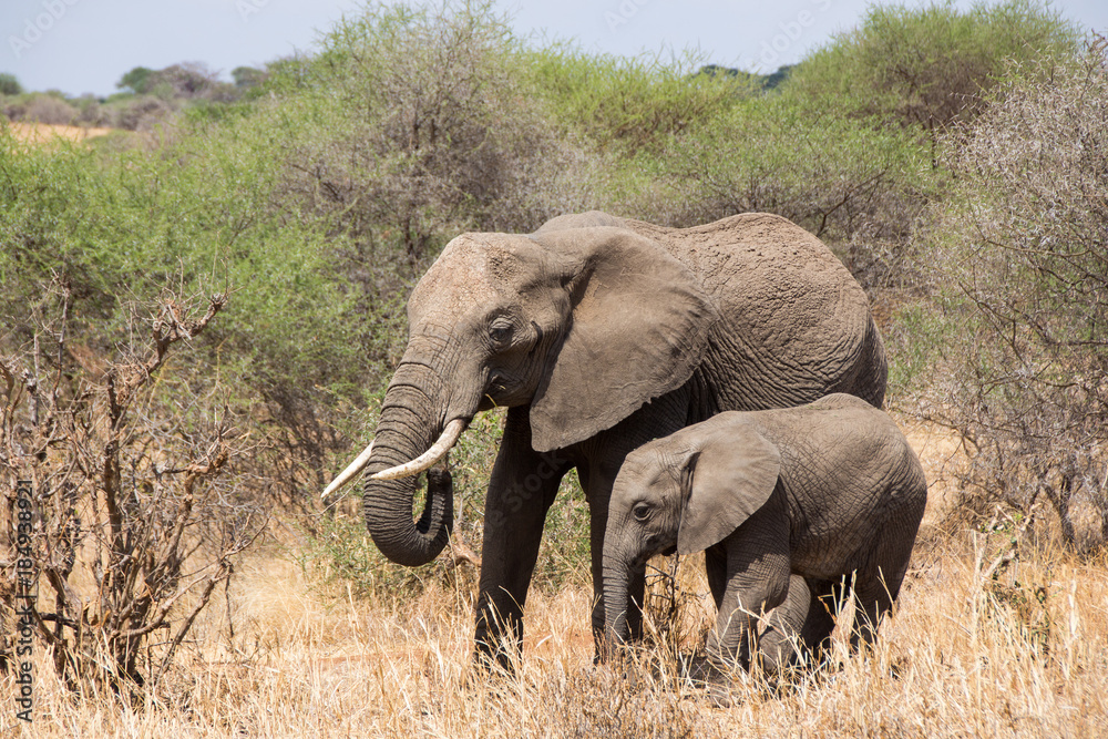 Adult elephant and her child walking around in Tarangire national park