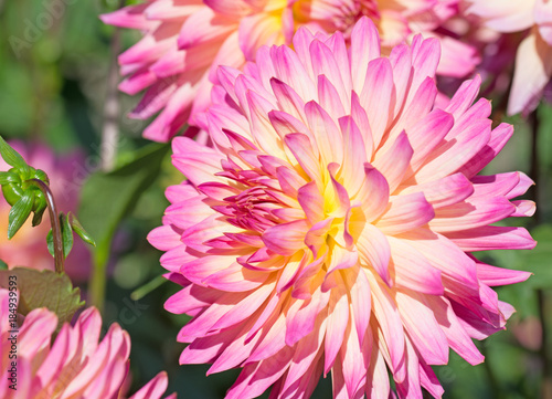 Fototapeta Naklejka Na Ścianę i Meble -  Dahlien, Dahlias