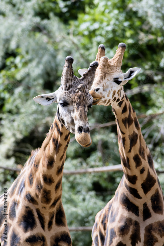 Giraffe in ZOO, Pilsen, Czech Republic Giraffe in ZOO, Pilsen, Czech Republic