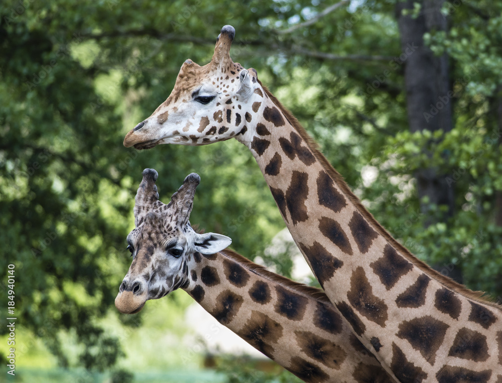 Giraffe in ZOO, Pilsen, Czech Republic Giraffe in ZOO, Pilsen, Czech Republic