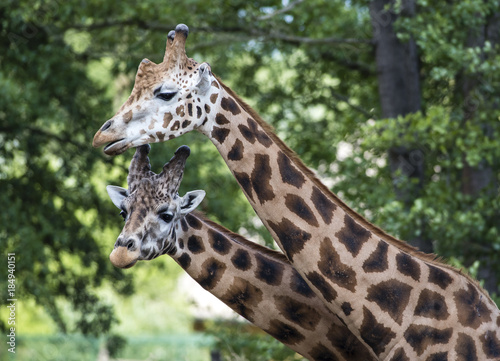 Giraffe in ZOO, Pilsen, Czech Republic