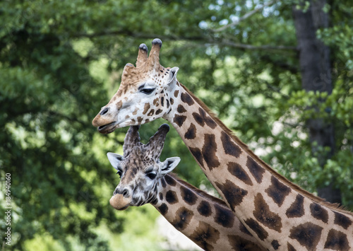 Giraffe in ZOO  Pilsen  Czech Republic