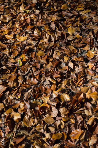 autumn brown and orange beech leaves on ground Fagus