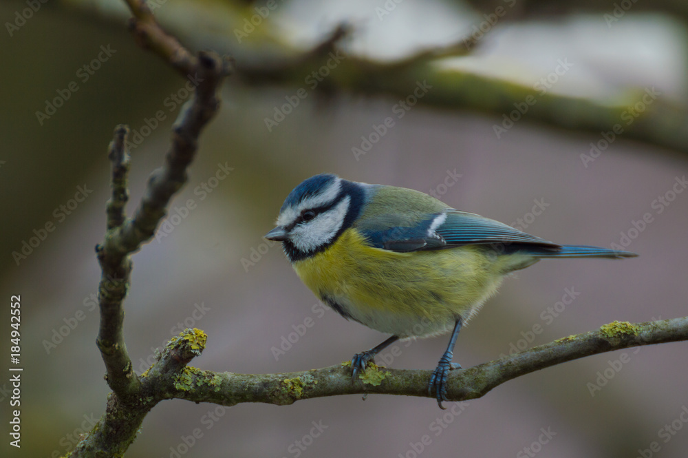 blue tit Cyanistes caeruleus, Parus caeruleus