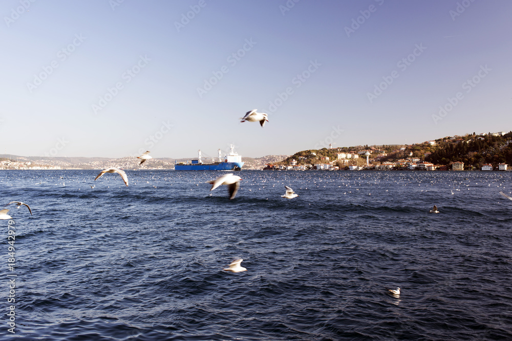 An amazing view of seagulls and the sea and the big tanker passing by the bosphorus of Istanbul