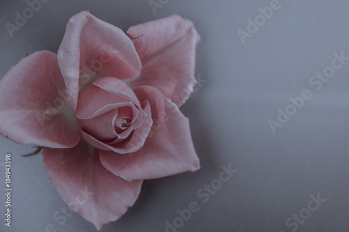 Scarlet rose on a steel metal background selective focus