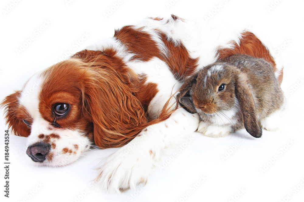 Animal friends. True pet friends. Dog rabbit bunny lop animals together on isolated white studio background. Pets love each other. Cute.