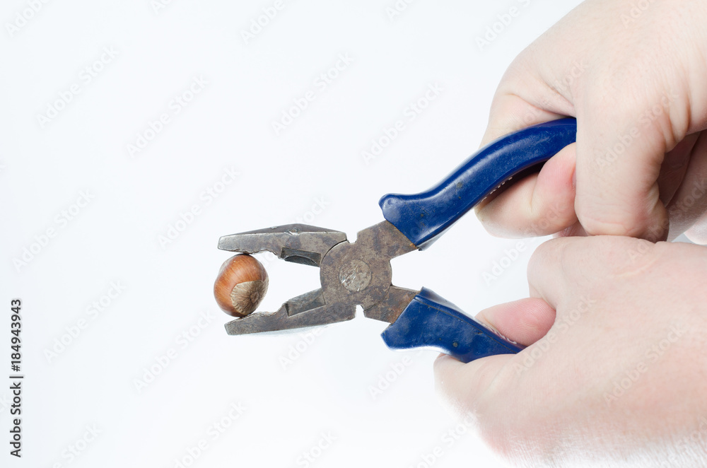 Hazelnuts compressible by the hands of men in the pliers Hazelnuts compressible by the hands of men in the pliers