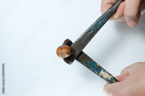 Hazelnuts compressible by the hands of men in the pliers photo