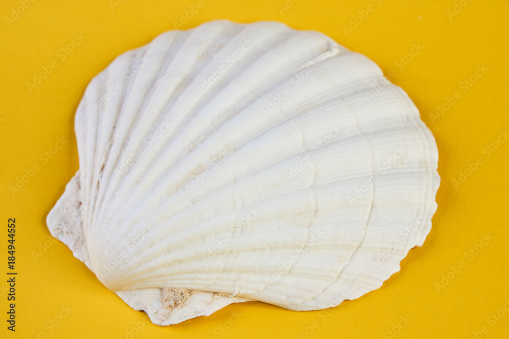 Fototapeta premium Close up of ocean shellfish sea shell