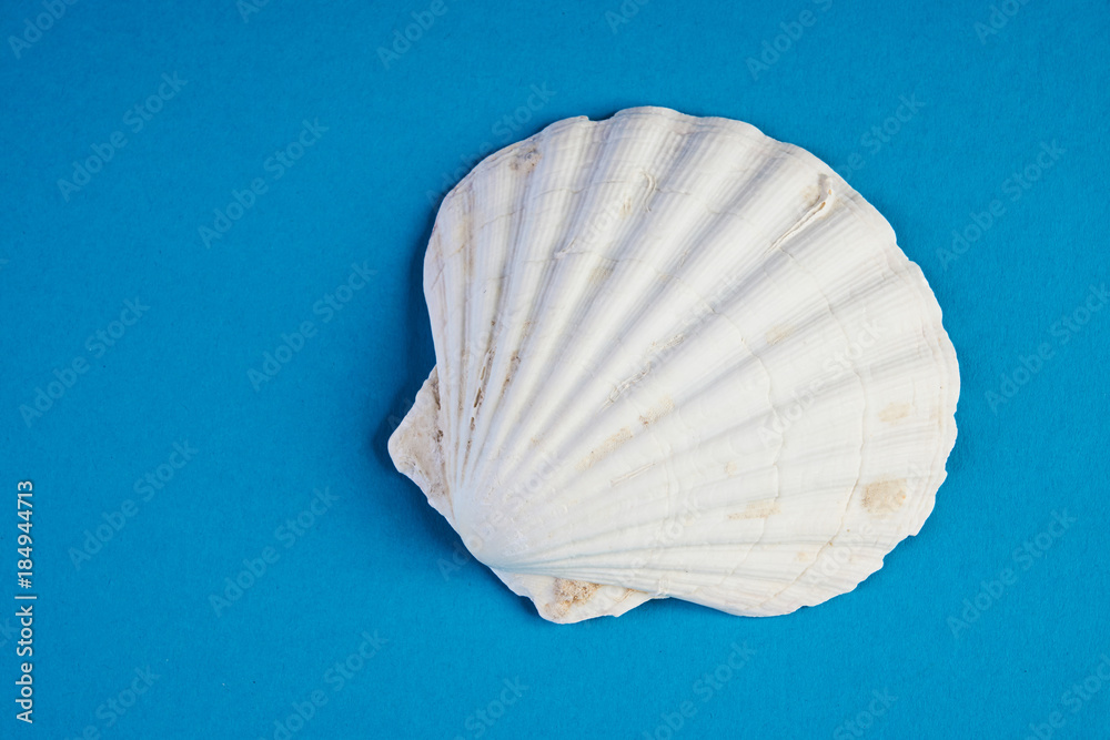 Close up of ocean shellfish sea shell Close up of ocean shellfish sea shell