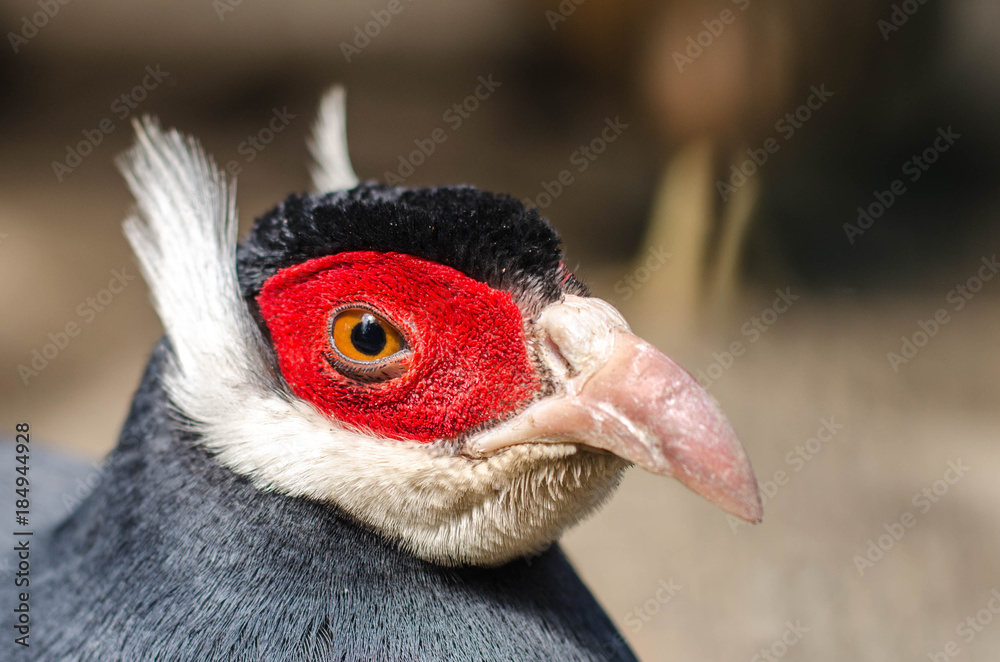 Close up image of pheasant red face.