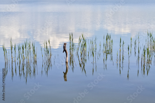 Lake and reed