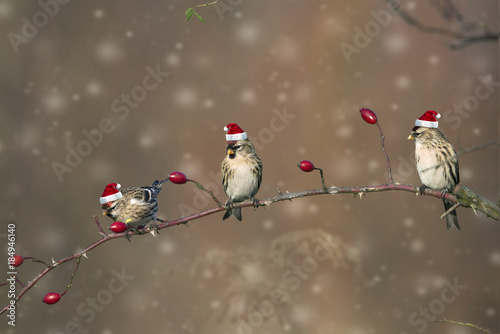 Czeczotka - Common Redpoll - Świątecznie