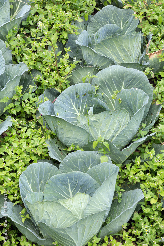 Naklejka premium A permaculture field of Cabbage growing outside, with weeds in between.