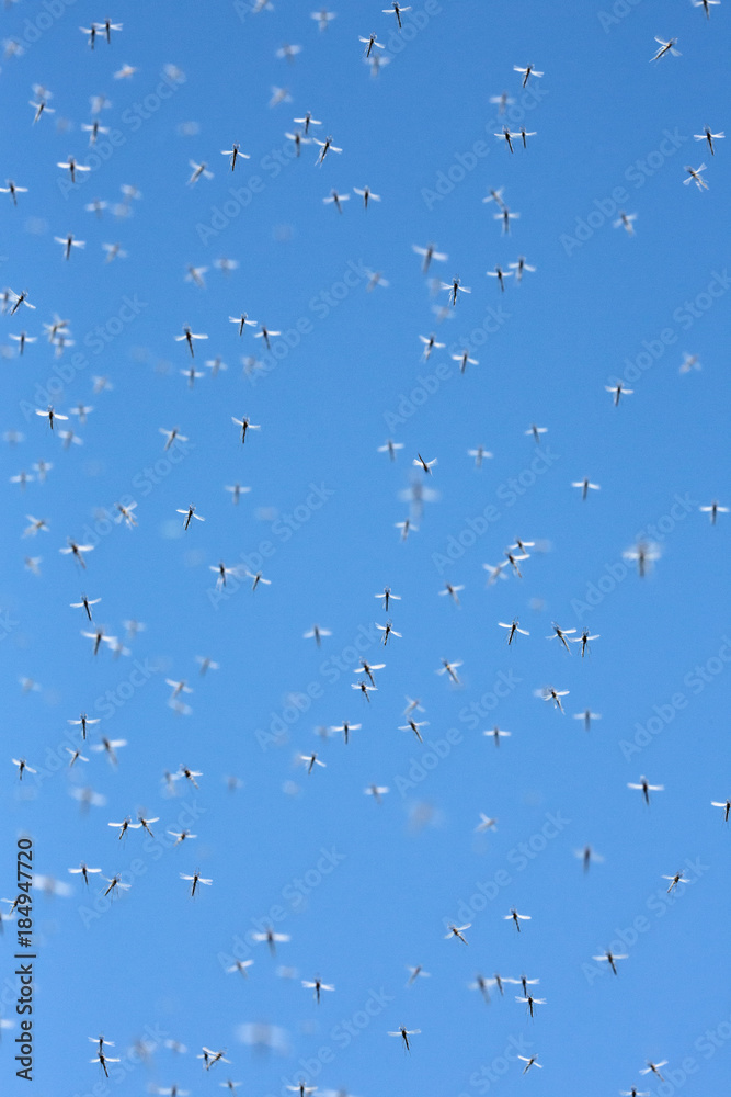 Bottom view of a swarm of flying mosquitoes against the blue sky Bottom view of a swarm of flying mosquitoes against the blue sky