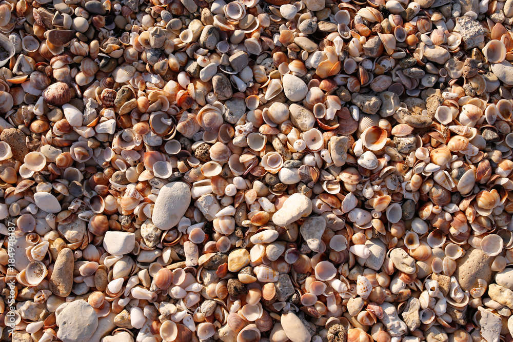 sea shell texture sunst colour sea shell texture sunst colour