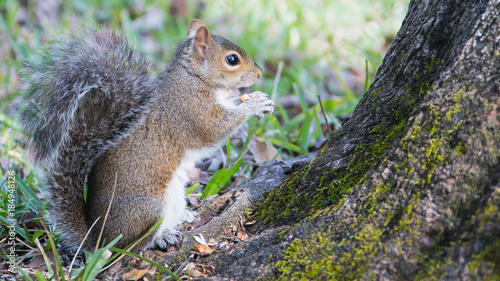 Squirrel eating nuts © Douglas