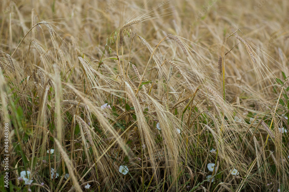 Mature yellow wheat ears in summer close-up. Mature yellow wheat ears in summer close-up.