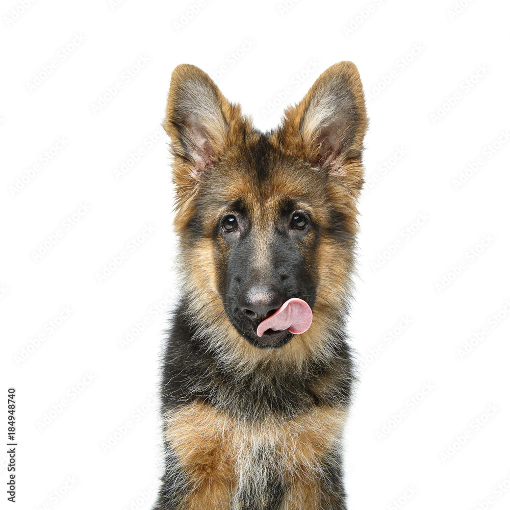 beautiful german shepard puppy beautiful german shepard puppy