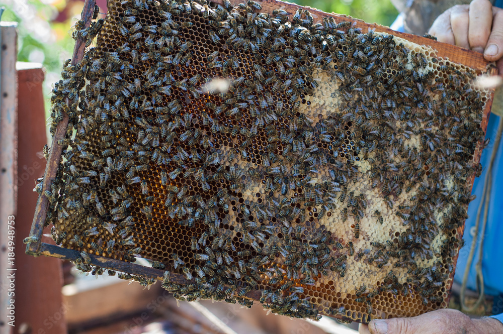 An elderly beekeeper examines the frames with bees near the hives. An elderly beekeeper examines the frames with bees near the hives.