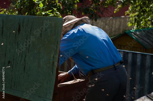 An elderly beekeeper examines the frames with bees near the hives. © kivitimof