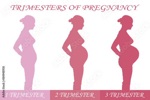 Trimester of pregnancy. Three female profiles at different periods of pregnancy.
