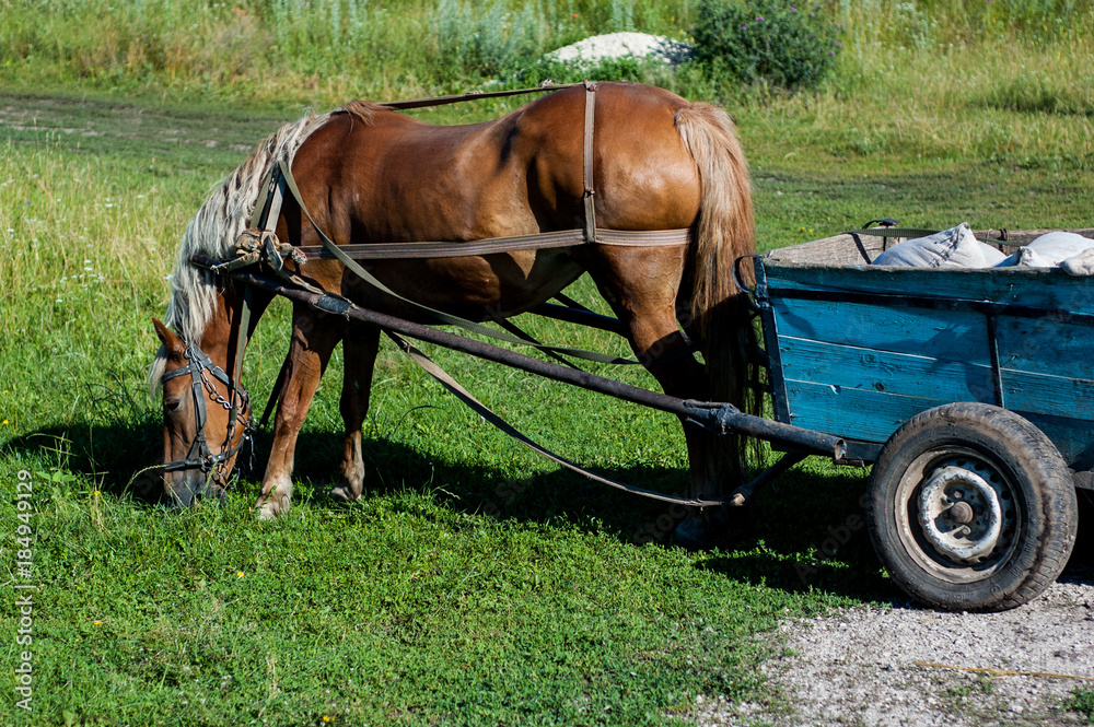 The brown horse is harnessed to the cart. The brown horse is harnessed to the cart.