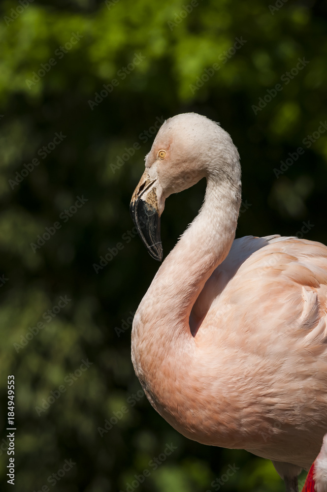 Fototapeta premium Flamingoes belong to the wading birds in the family Phoenicopteridae. There are 6 flamingo species, here you see the Greater Flamingo (Phoenicopterus roseus), which ich the most widespread flamingo