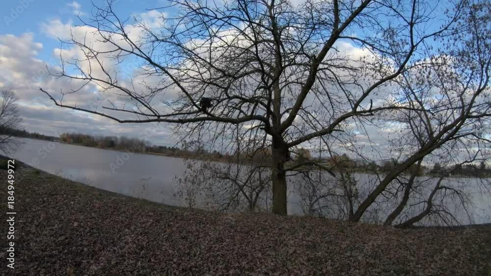 falconer sends harris hawk into tree pov gopro 4k 60p falconer sends harris hawk into tree pov gopro 4k 60p