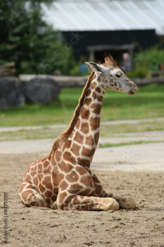 Canvas Print giraffe in zoo
