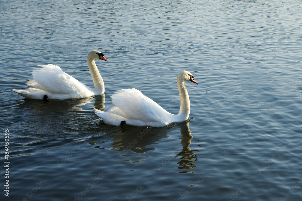 Two swans swimming together in a pond Two swans swimming together in a pond