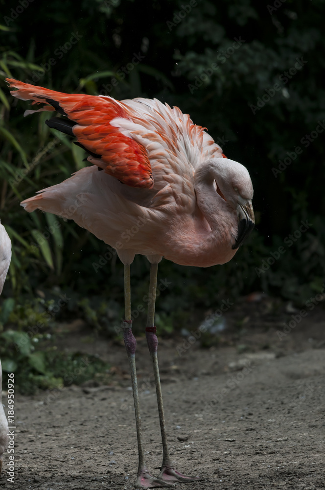 Flamingoes belong to the wading birds in the family Phoenicopteridae. There are 6 flamingo species, here you see the Greater Flamingo (Phoenicopterus roseus), which ich the most widespread flamingo