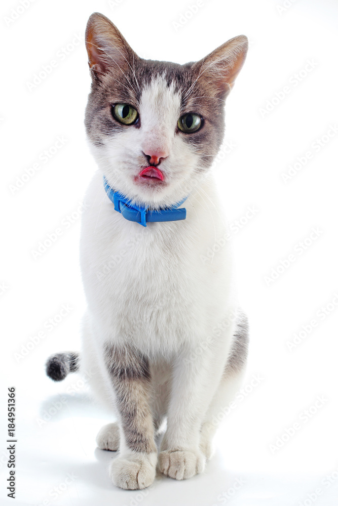 Domestic cat on isolated white studio background. Silver and grey and white pattern. Cat colors. Trained cute cat kitten. Domestic cats.