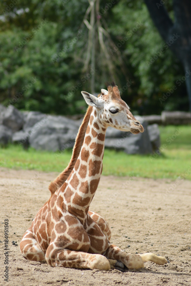 Fototapeta premium baby giraffe
