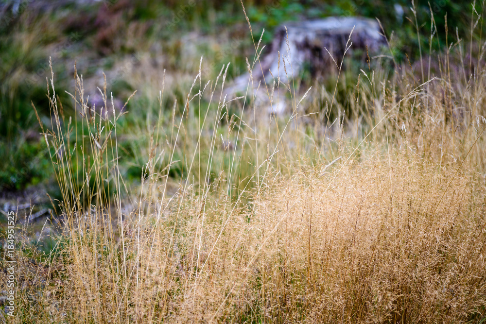 abstract lush of summer flowers and bents in evening sun abstract lush of summer flowers and bents in evening sun