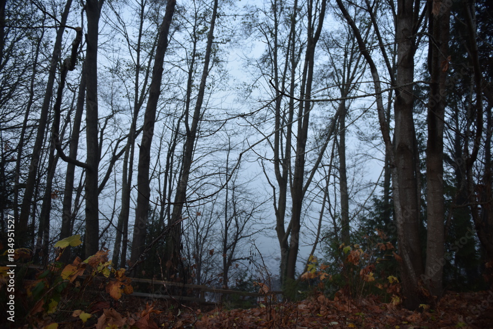 Obraz premium landscape