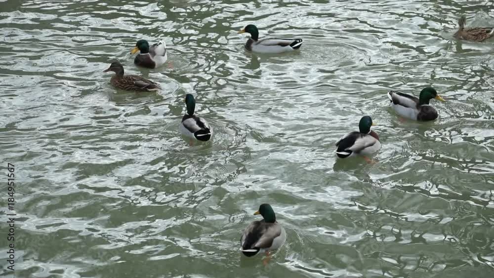 canard