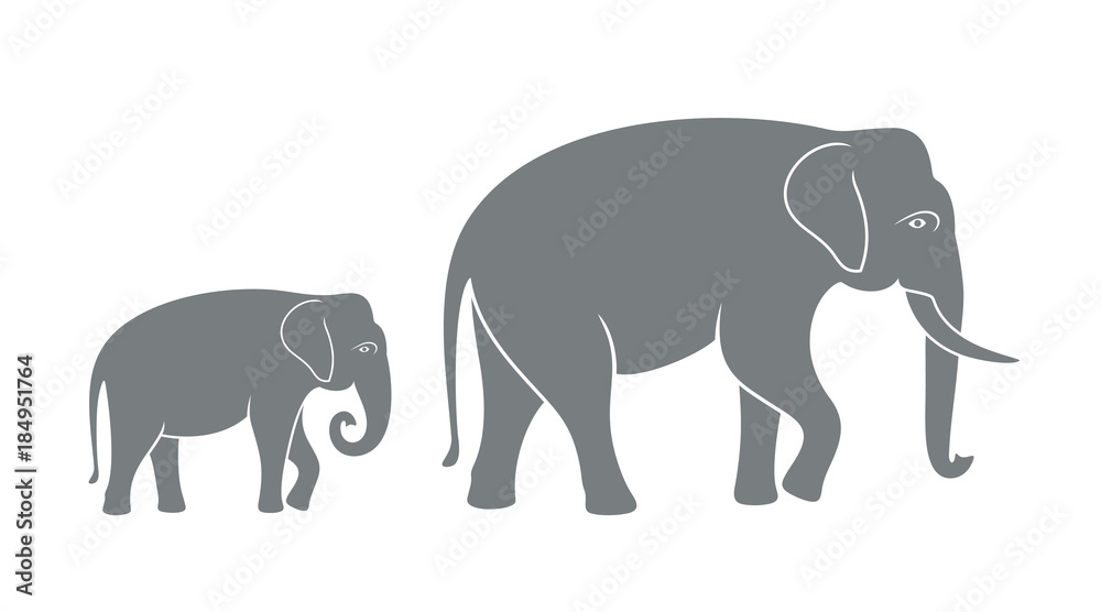 Fototapeta premium Elephant family. Isolated elephant on white background