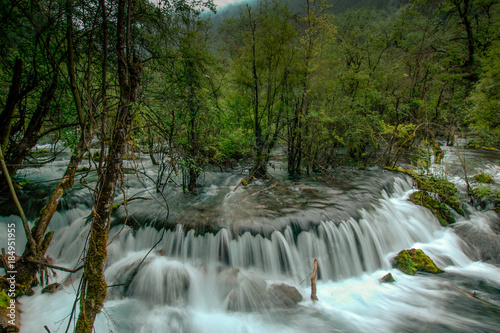 In the Chinese valley of Jiuzhaigou  the stream runs through the forest and trees grow in the river