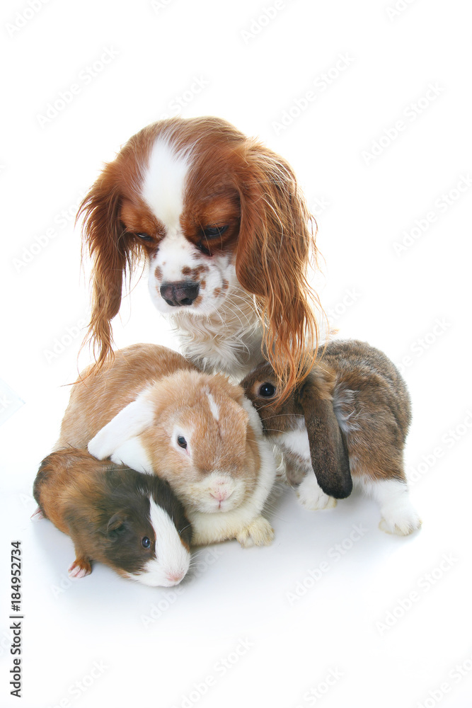Animal friends. True pet friends. Dog rabbit bunny lop guinea pig animals together on isolated white studio background. Pets love each other. Cute. Animal group.