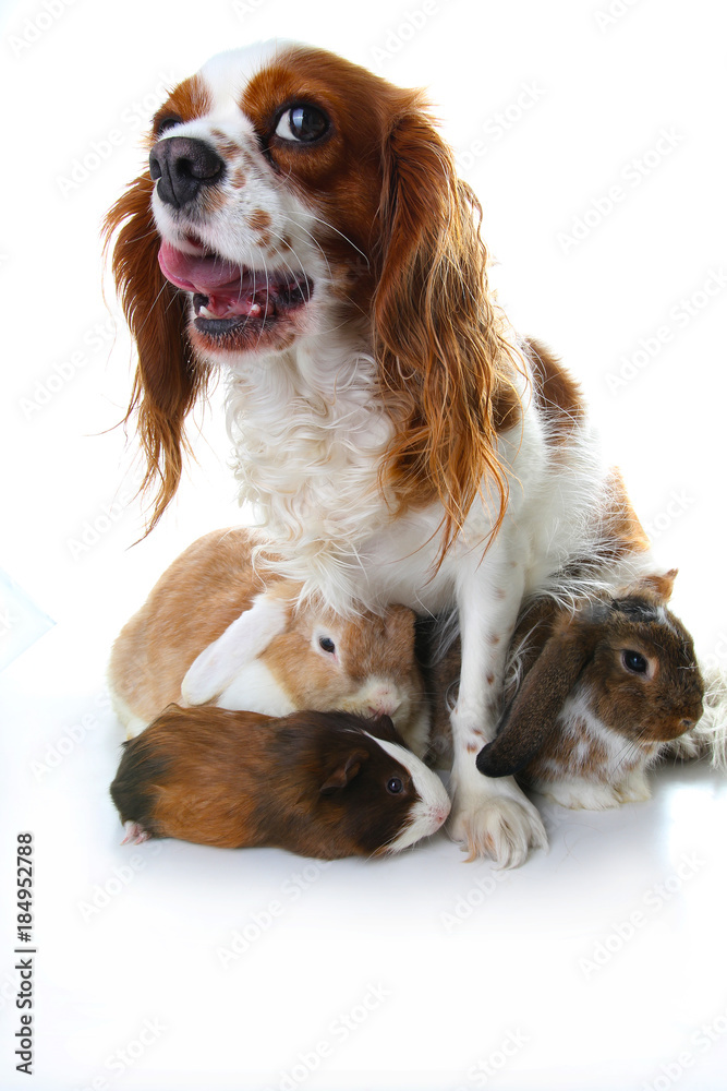 Animal friends. True pet friends. Dog rabbit bunny lop guinea pig animals together on isolated white studio background. Pets love each other. Cute. Animal group.