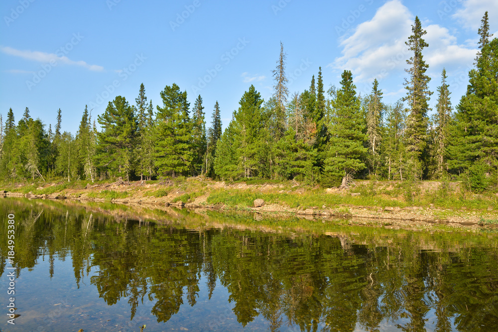 Virgin Komi forests.