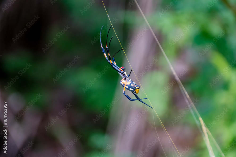 Golden Orb Silk Weaver Spider, Boa Vista, Cape Verde Golden Orb Silk Weaver Spider, Boa Vista, Cape Verde